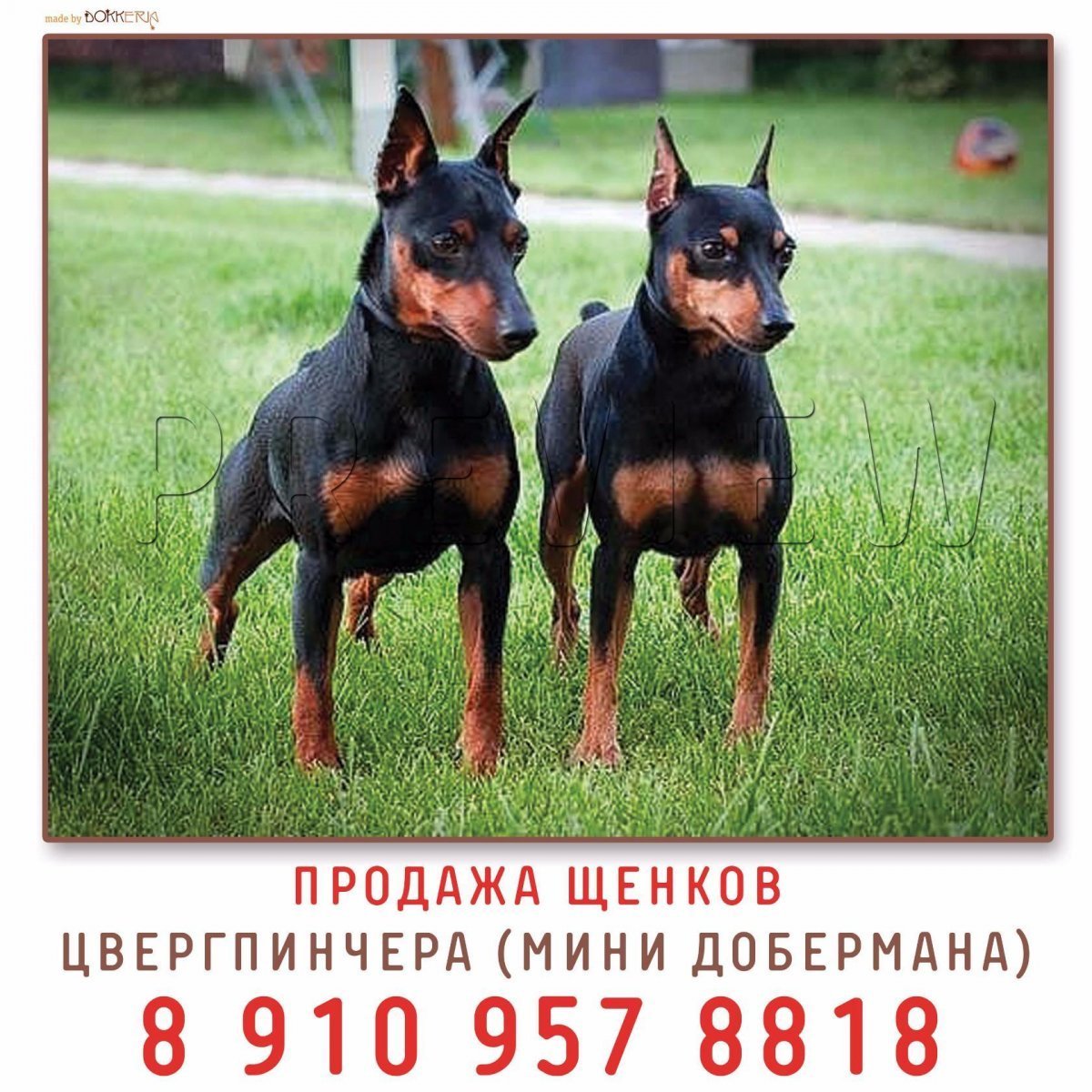 Карликовый пинчер 1920 1200