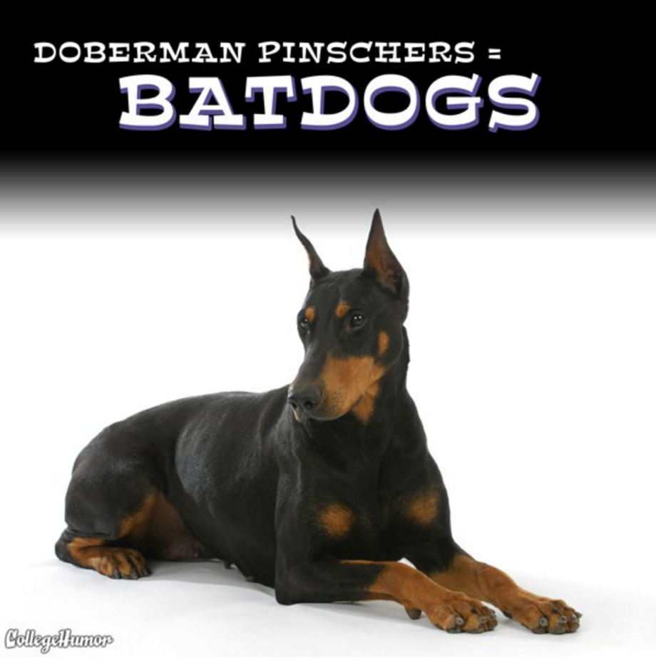 Эстетика собак Доберманы