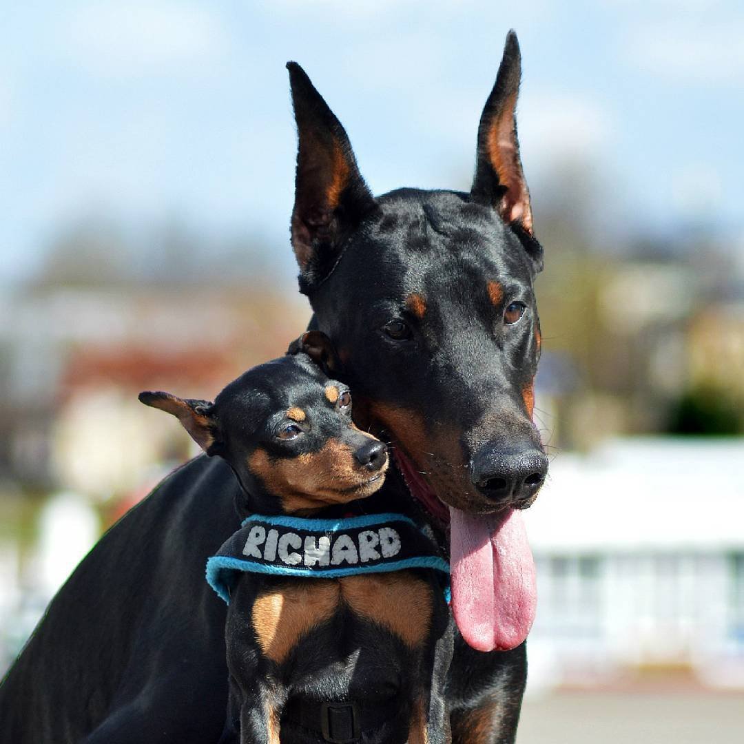 Цвергпинчер немецкий пинчер и Доберман
