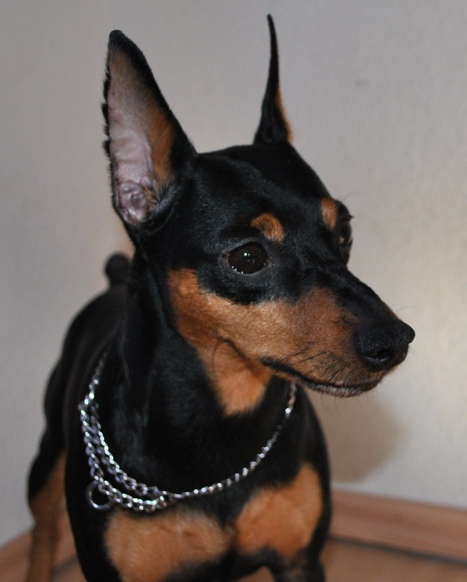 Цвингер пинчер