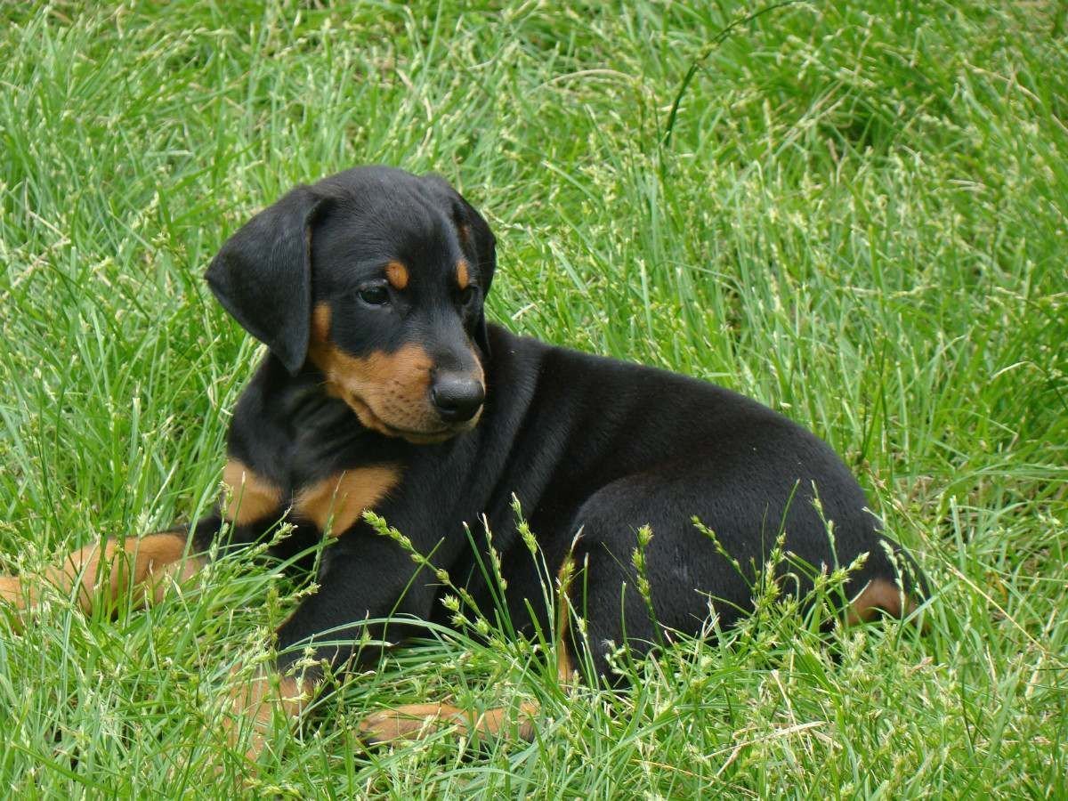 Карликовый пинчер