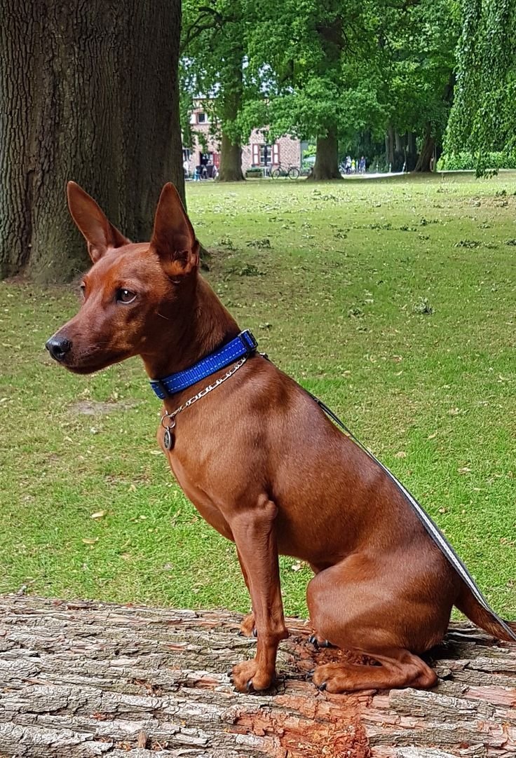 Королевский Доберман