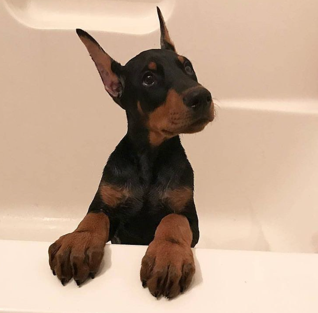 Осень пинчер