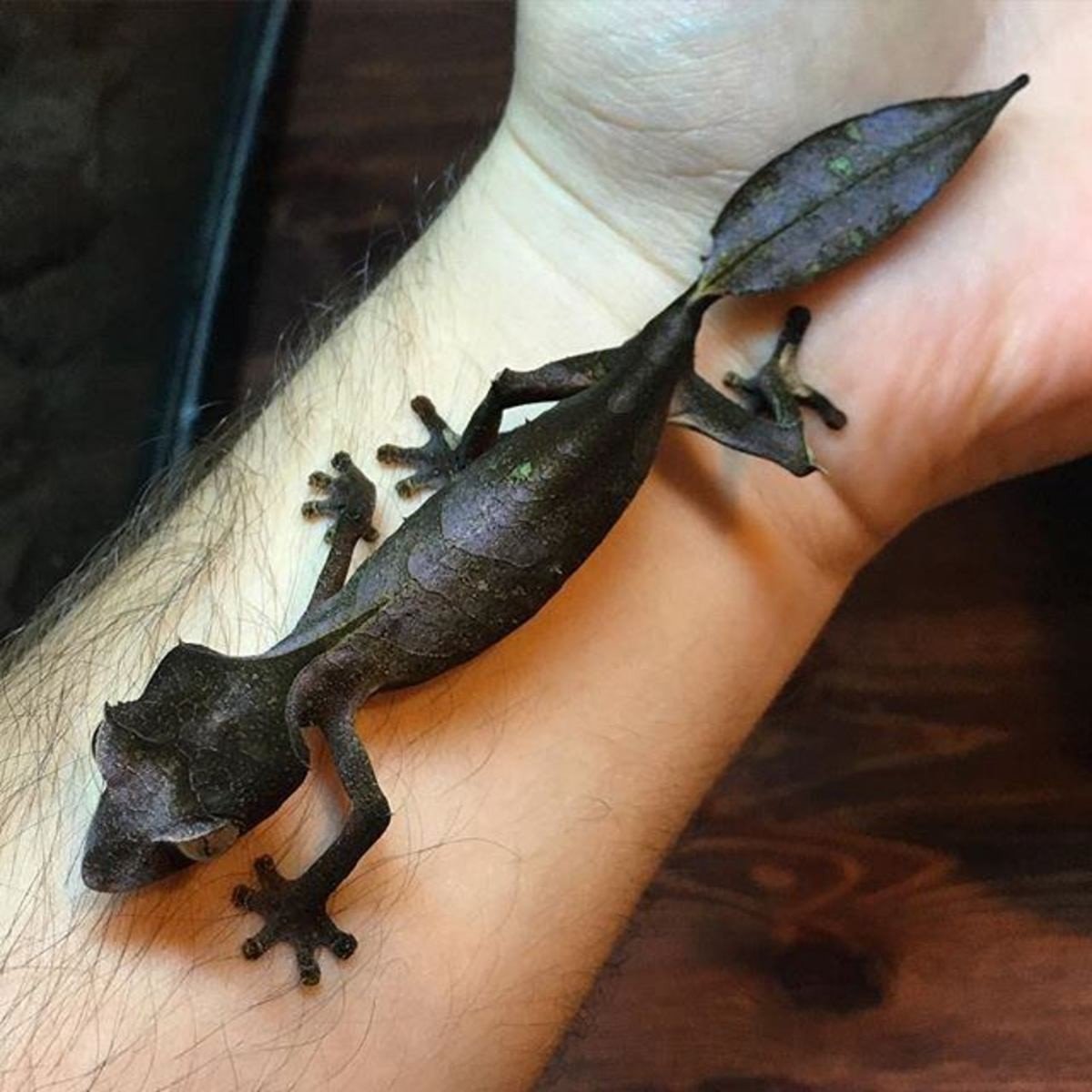 Геккон бананоед черный