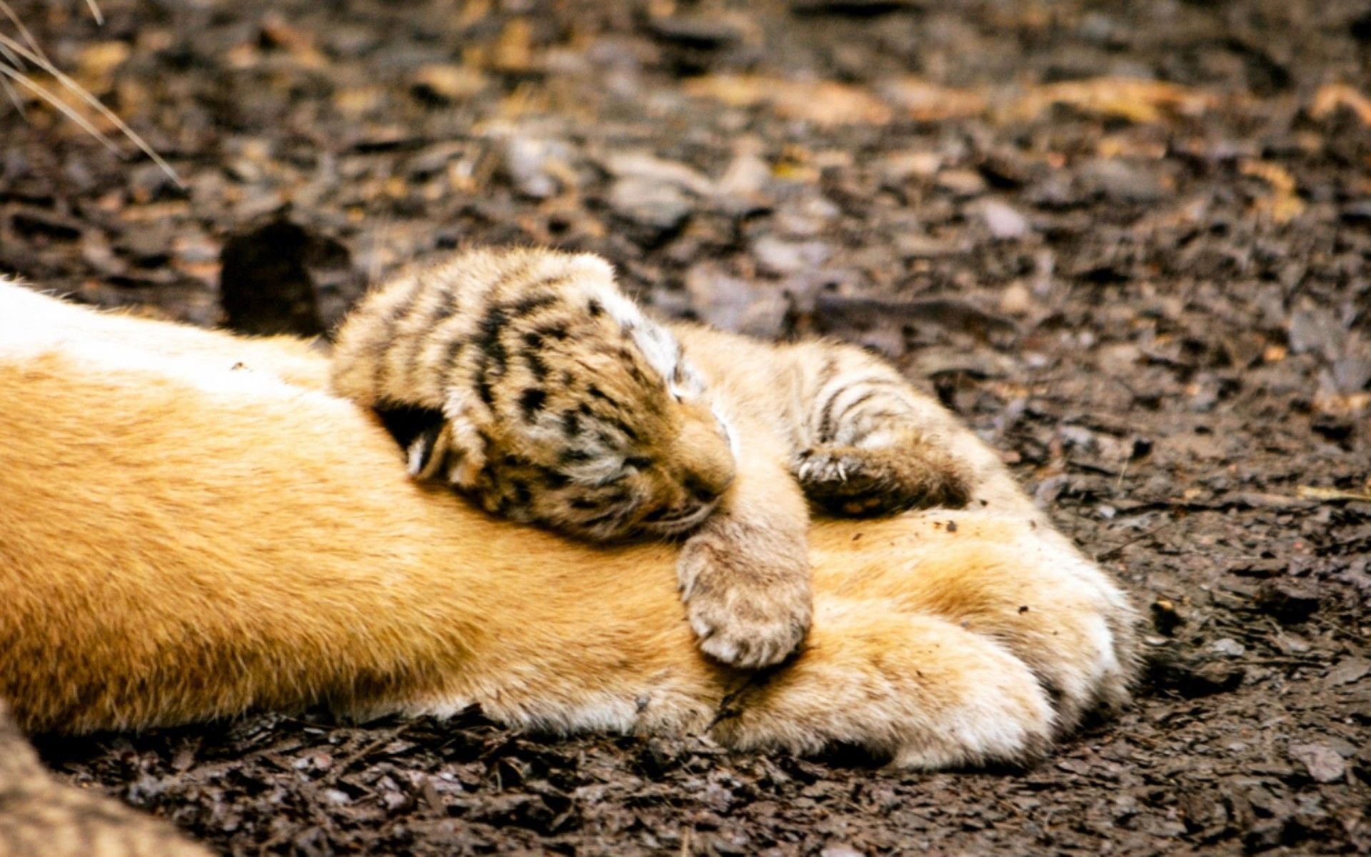 Медведь и суслики. Спящие животные. Спящие на животе. Спящие зверюшки. Милые спящие животные.