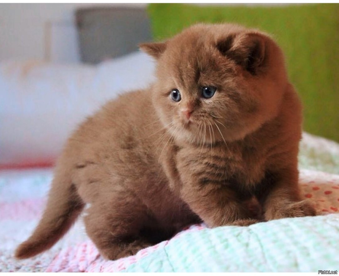 Котята скоттиш фолд вислоухие шоколадные