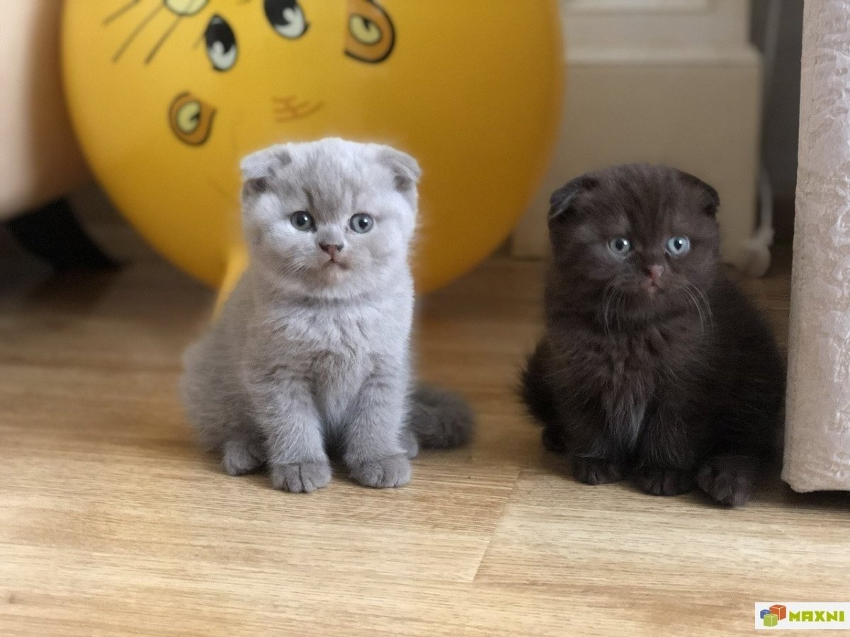 Шотландский вислоухий кот черный