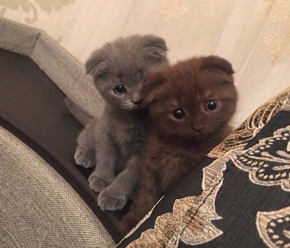 Кот шотландский вислоухий циннамон