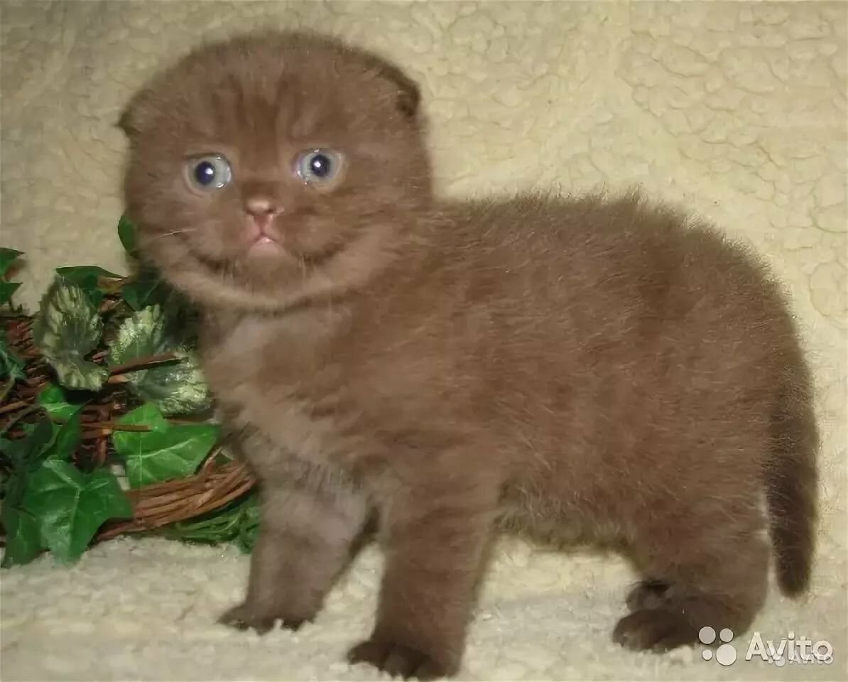 Котята скоттиш фолд вислоухие шоколадные