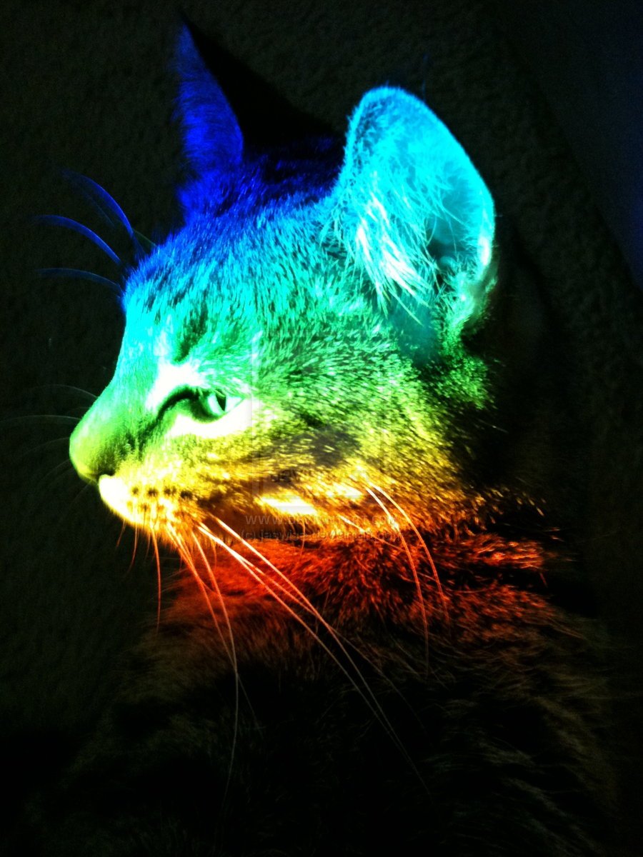 Неоновый кот