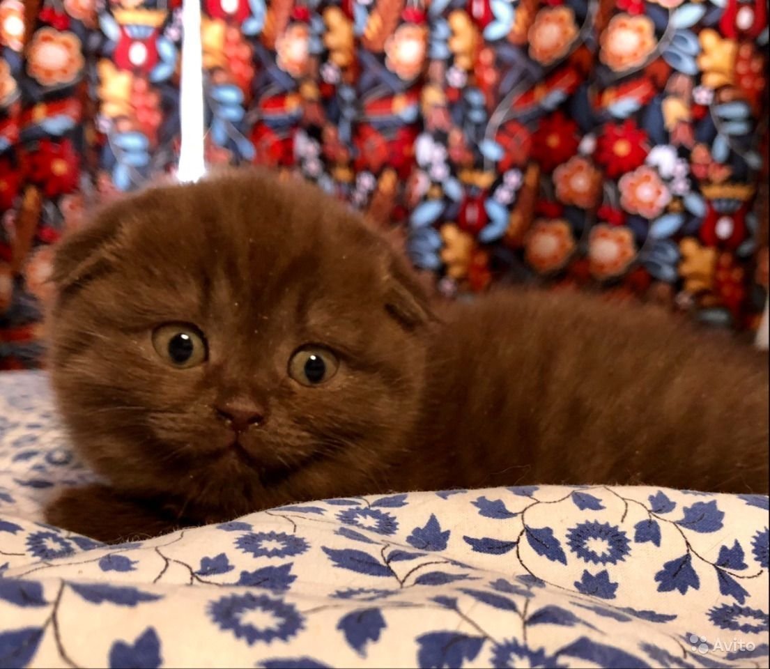 Шотландские котята циннамон