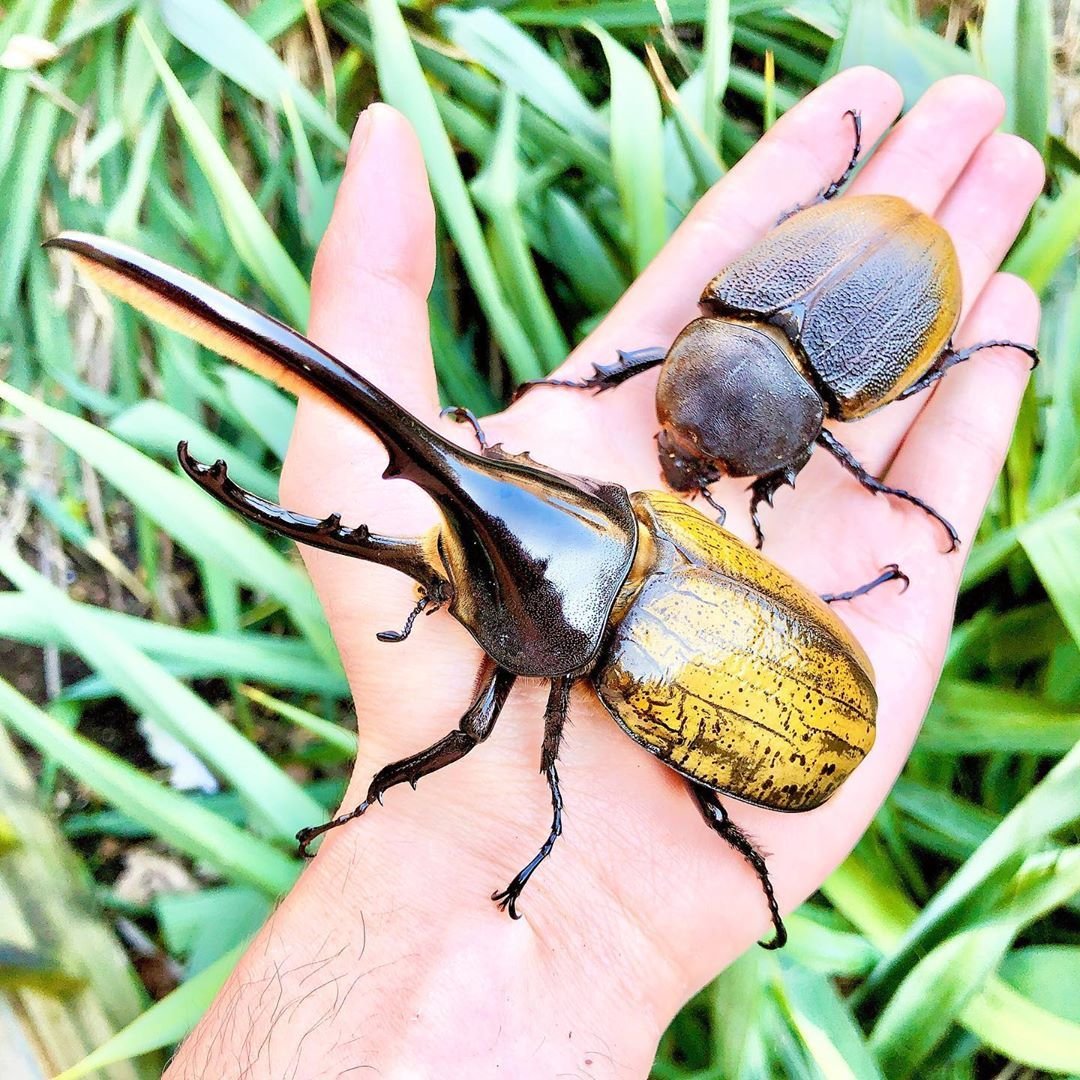 Dynastes Hercules Hercules