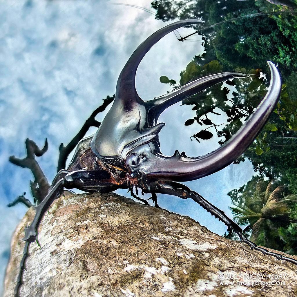 Chalcosoma moellenkampi