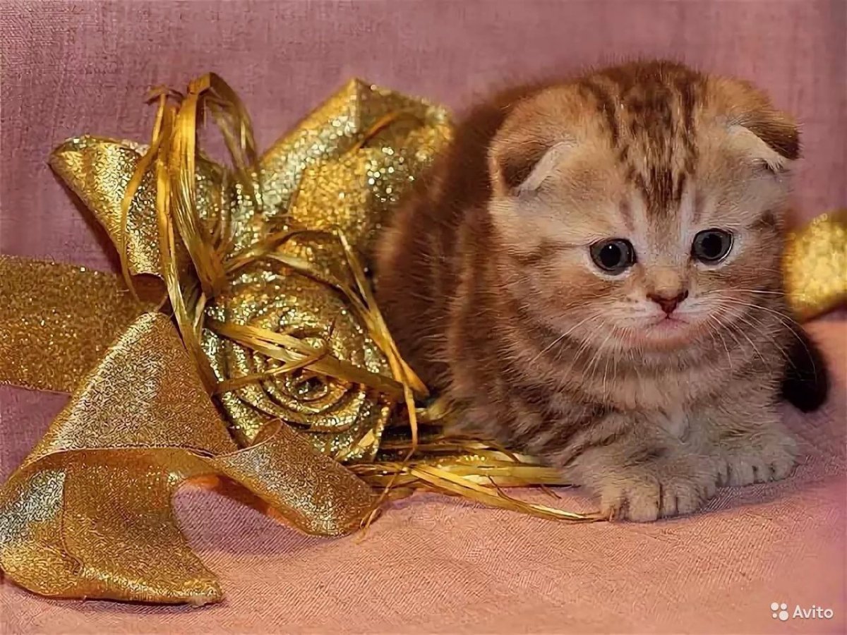Шотландская вислоухая кошка шоколадная