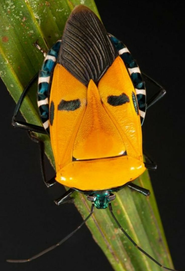 Жук-щитник «Элвис Пресли»