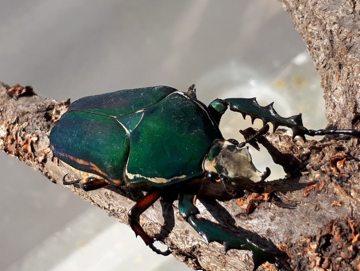 Жук красавец