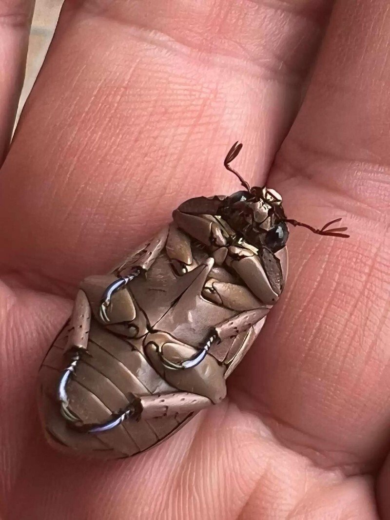 Редкие жуки мира