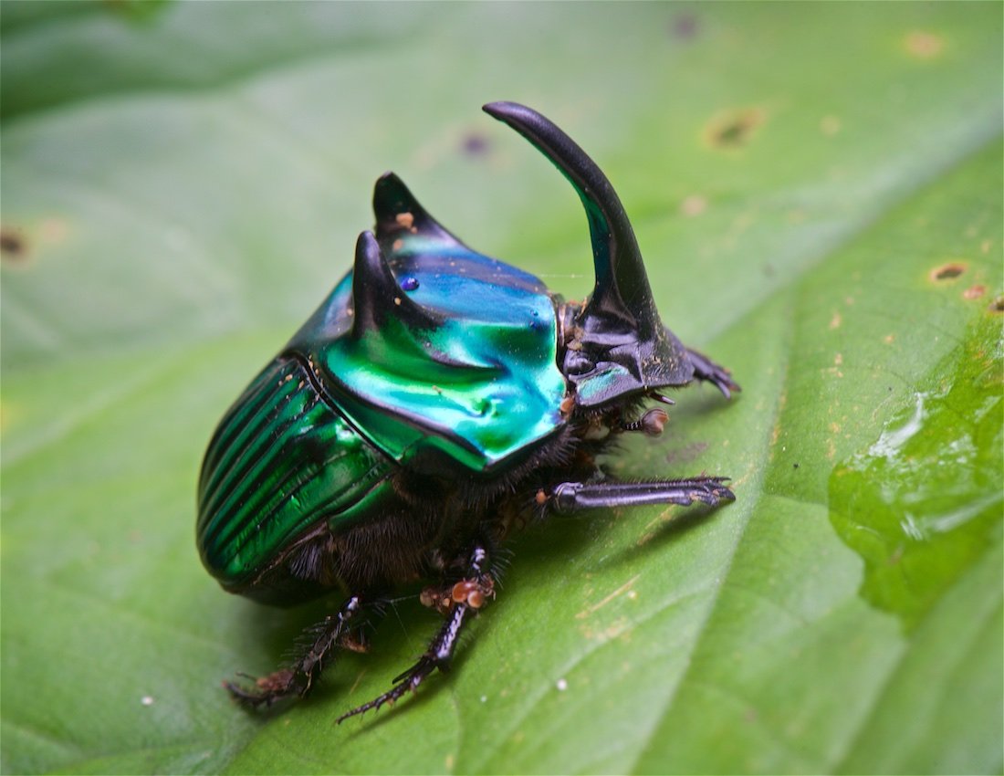 Oxysternon conspicillatum