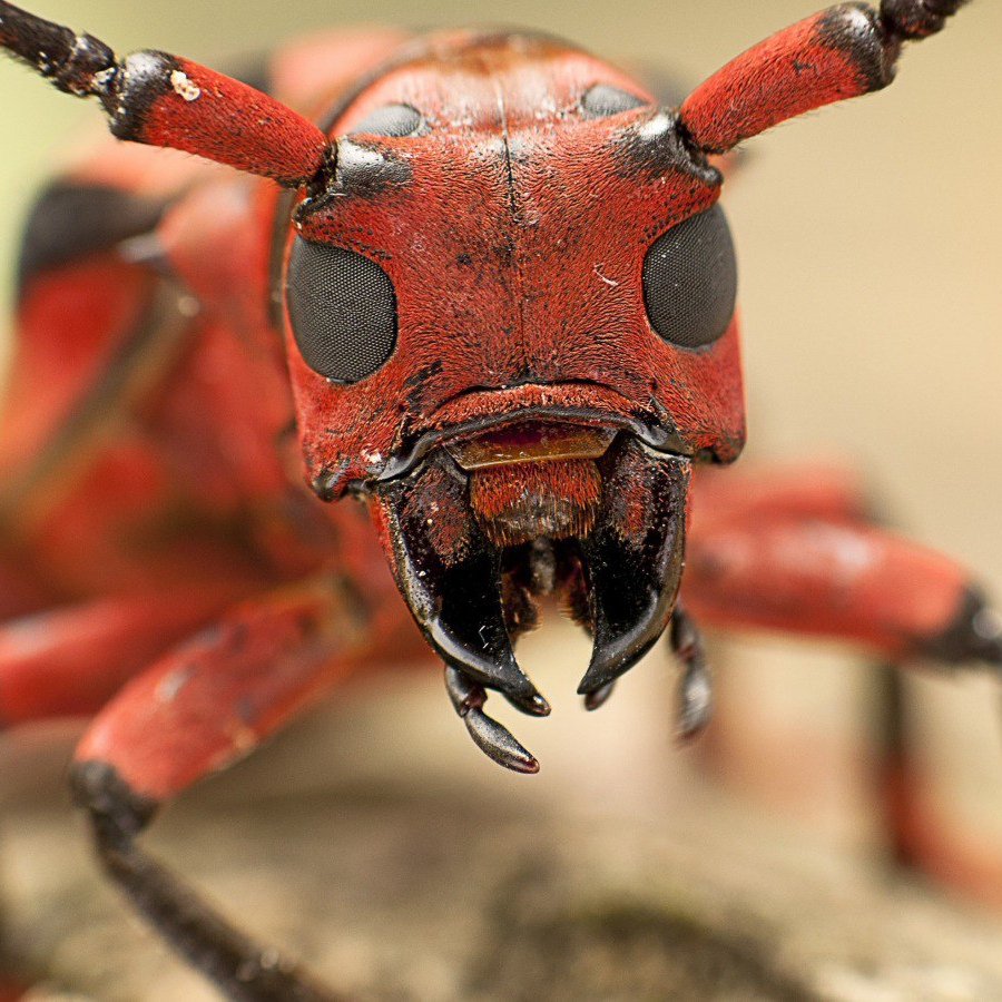 Голова муравья