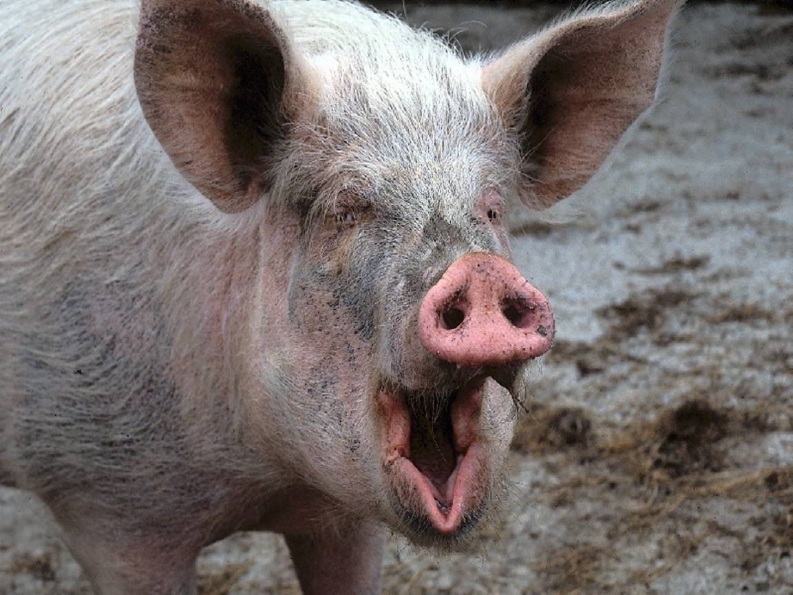 Кабан боров хряк свинья