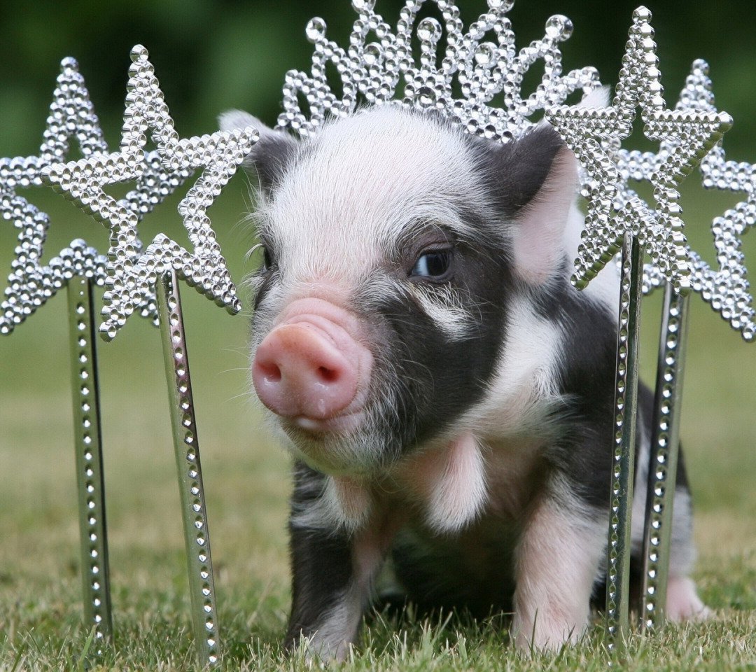 Свинка Пигги