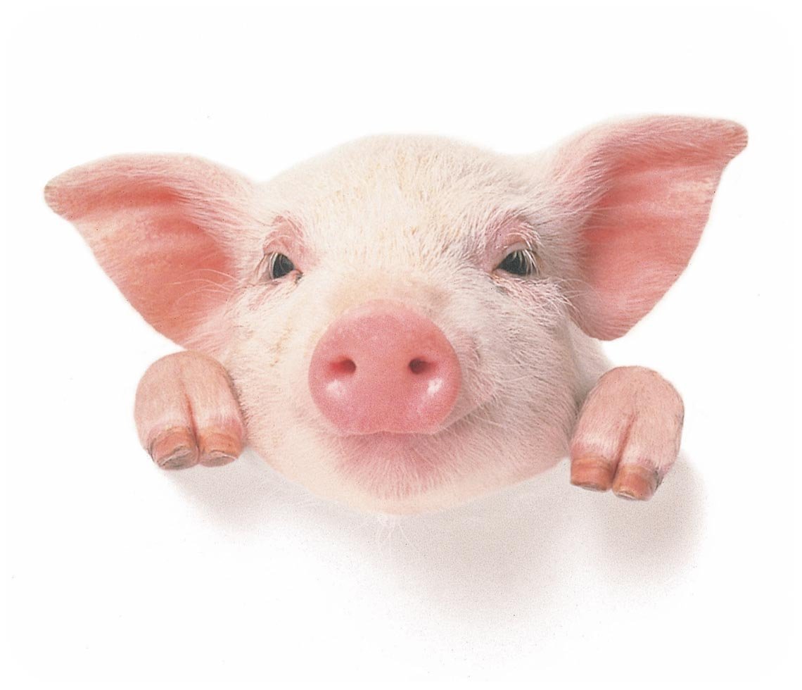 Карликовый кабанчик