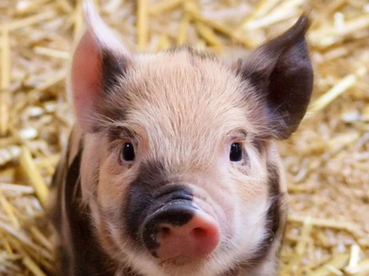 Веселый поросенок
