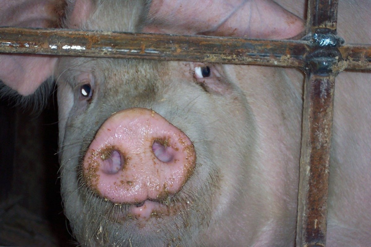 Поросята арты