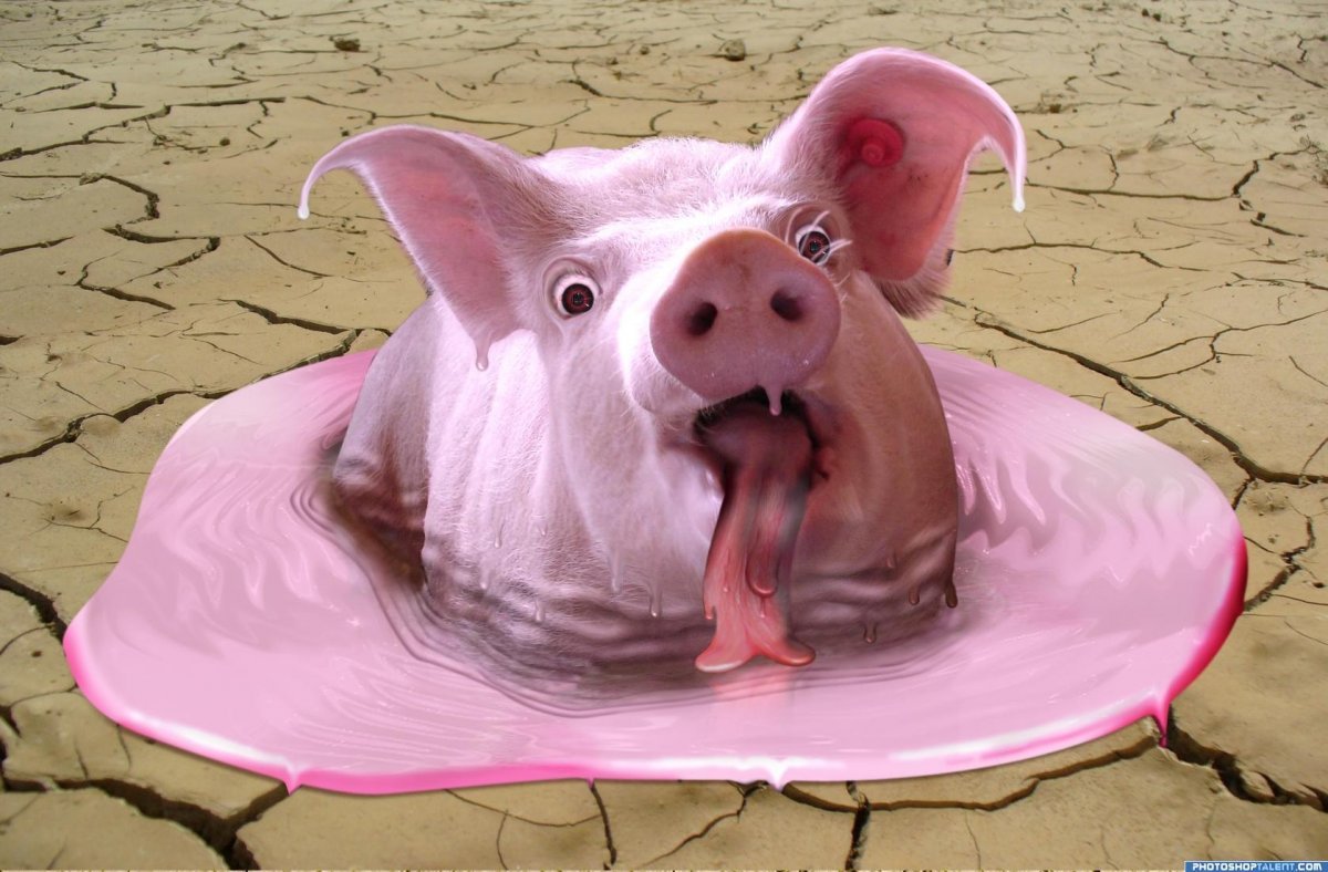 Животные в мультяшном стиле