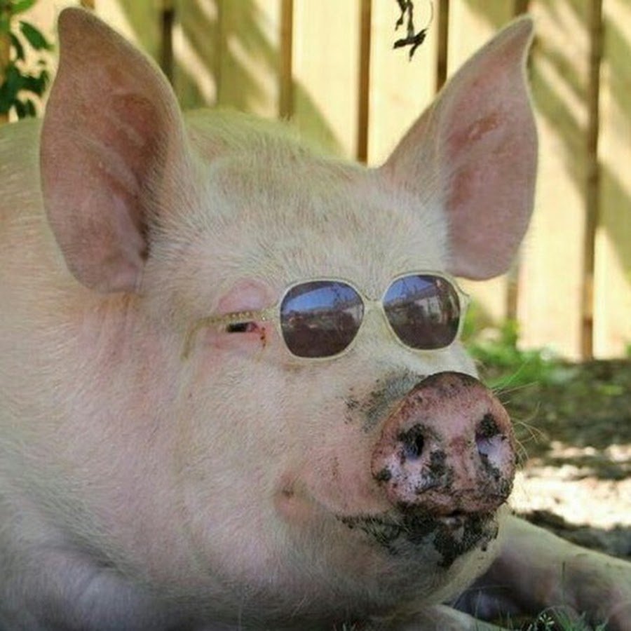 Кабан боров хряк свинья