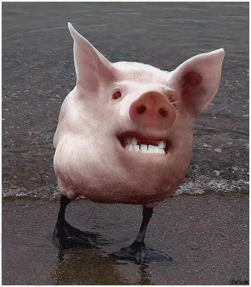 Красивая свинья