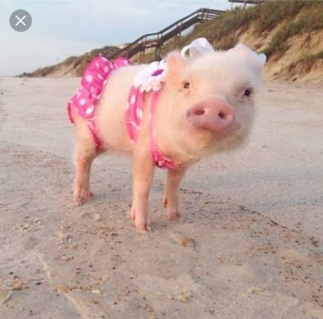 Свинья на белом фоне