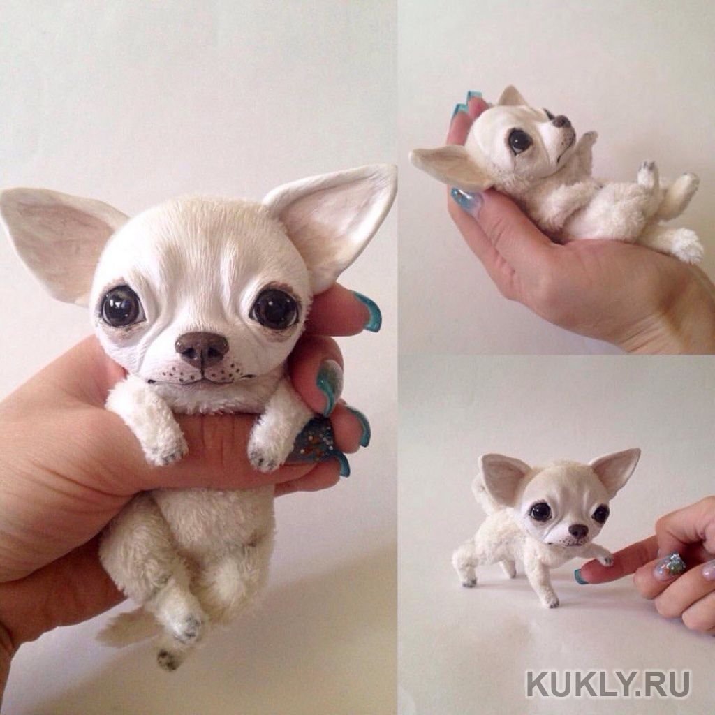 Чихуахуа карманная бесшерстная
