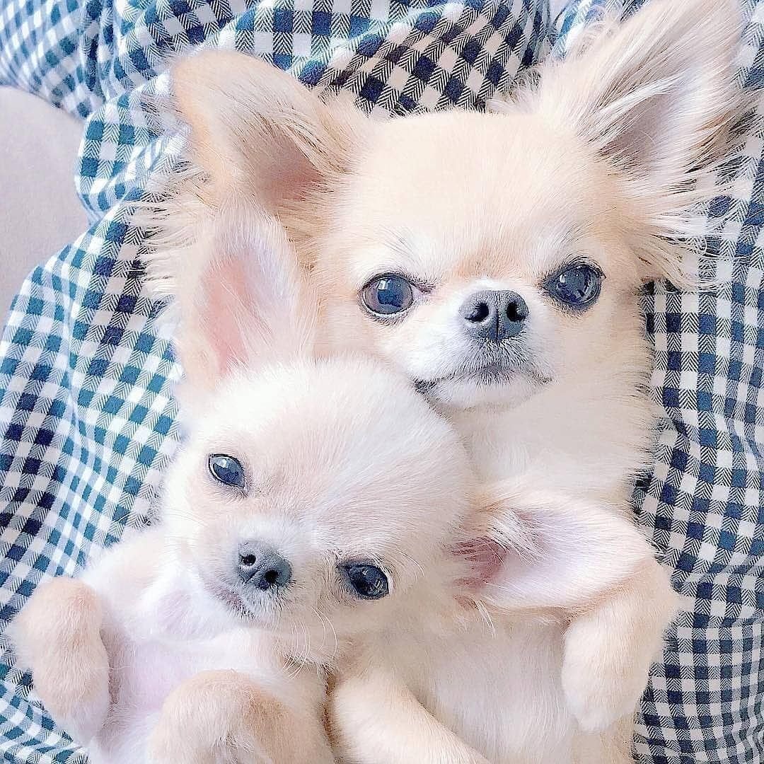 Чихуахуа пушистые