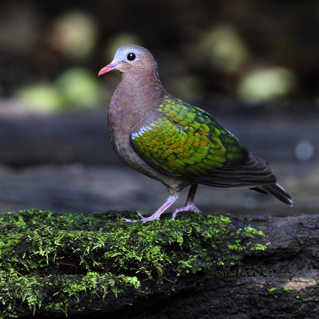 Горлица как кричит слушать онлайн бе