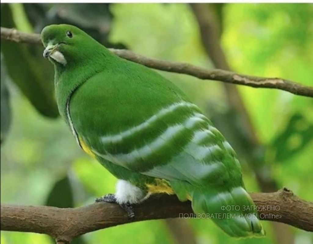 Голубь с оливковой ветвью