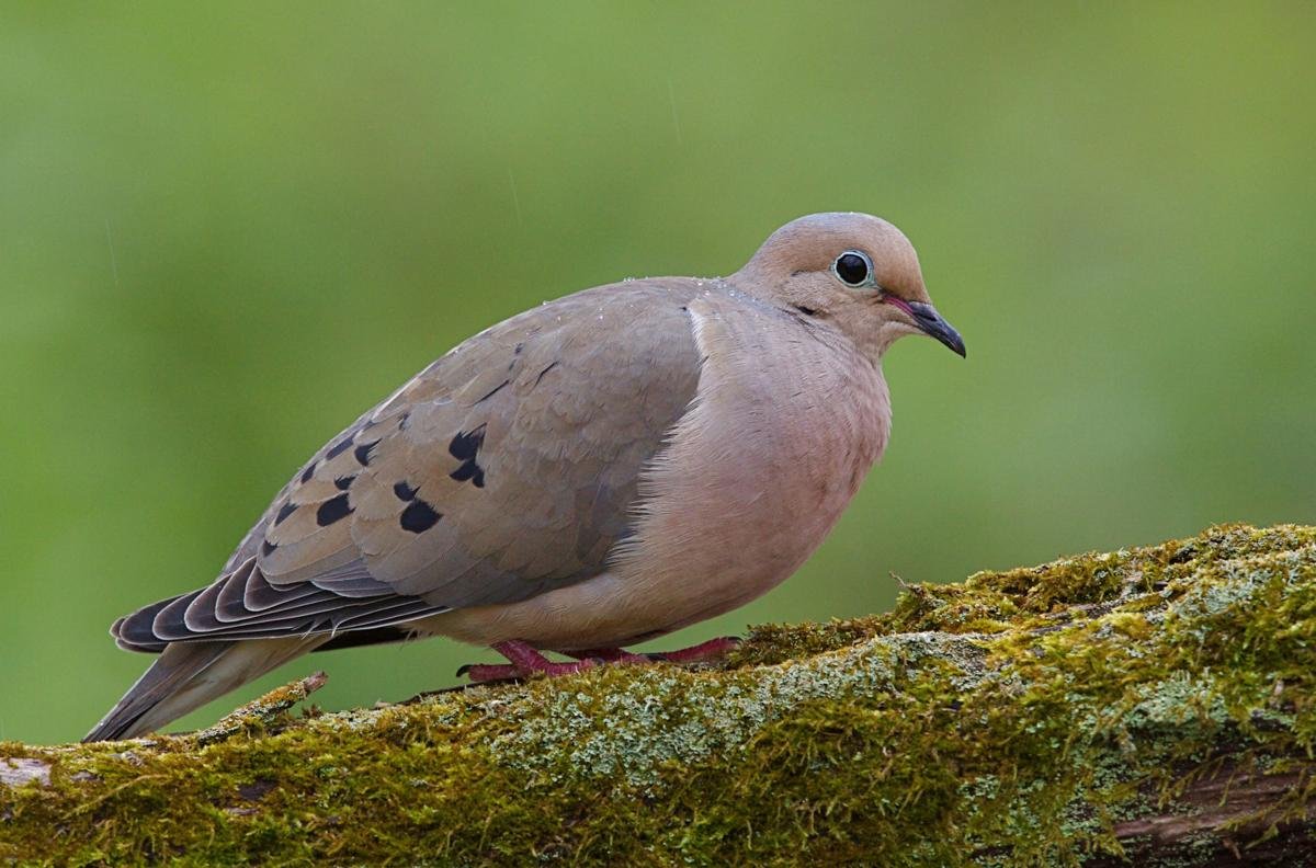 Голубь турецкий птица