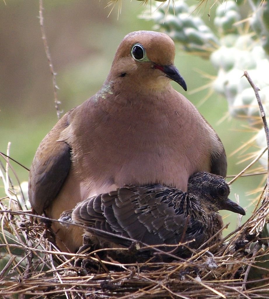 Горлица HD 1080