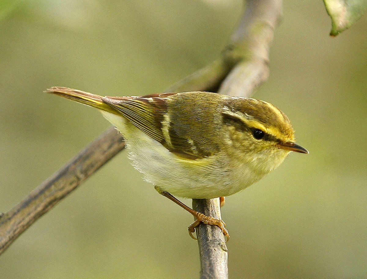 Маленькая птичка Королек