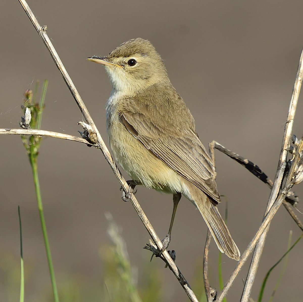 Королек желтоголовый зимой