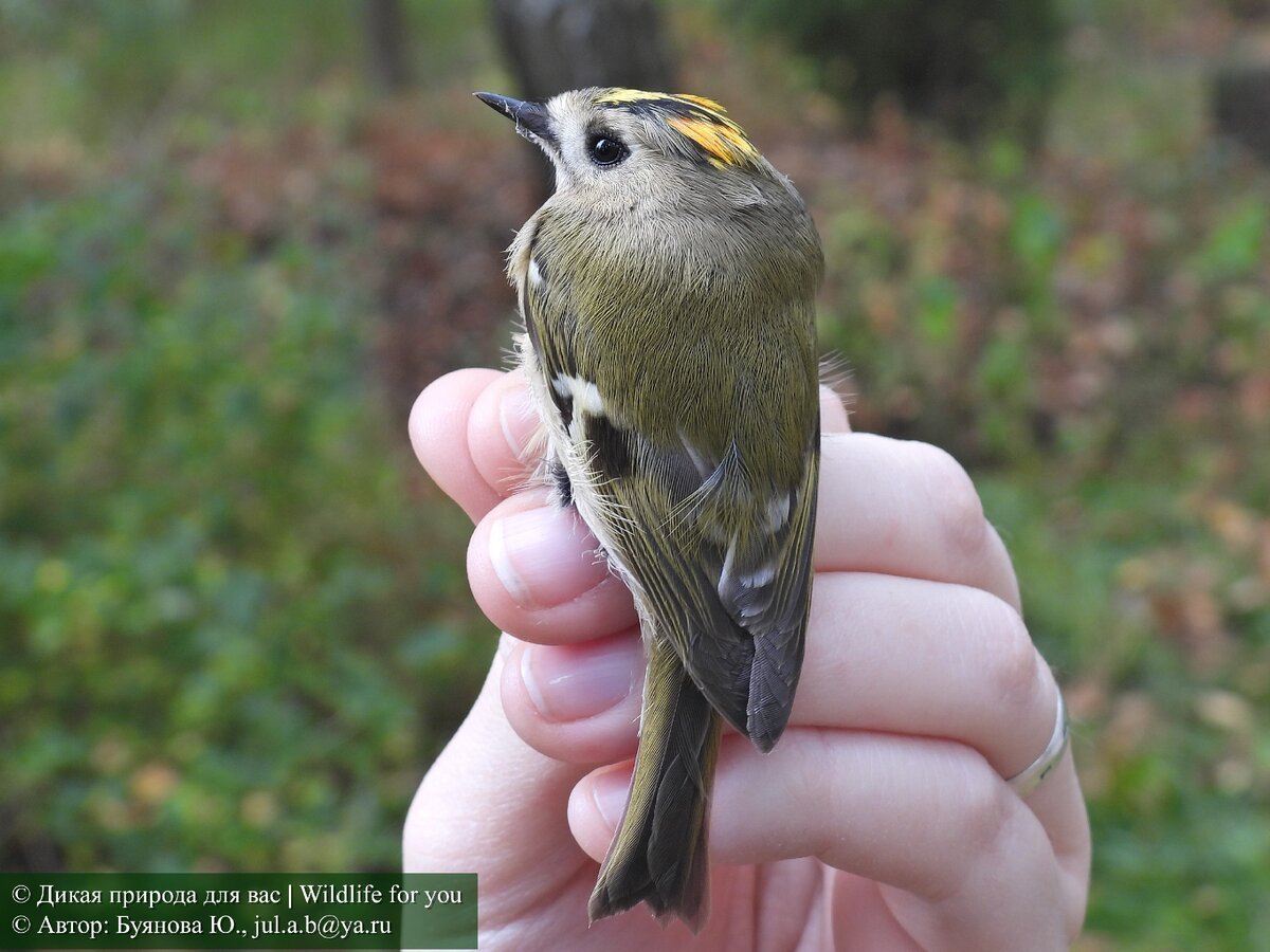 Зимняя птица с розовой грудкой