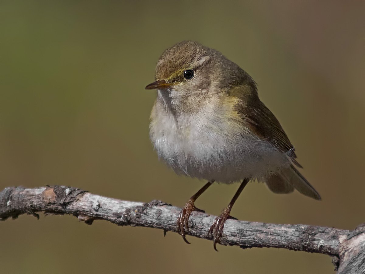 Желтобрюхая пеночка