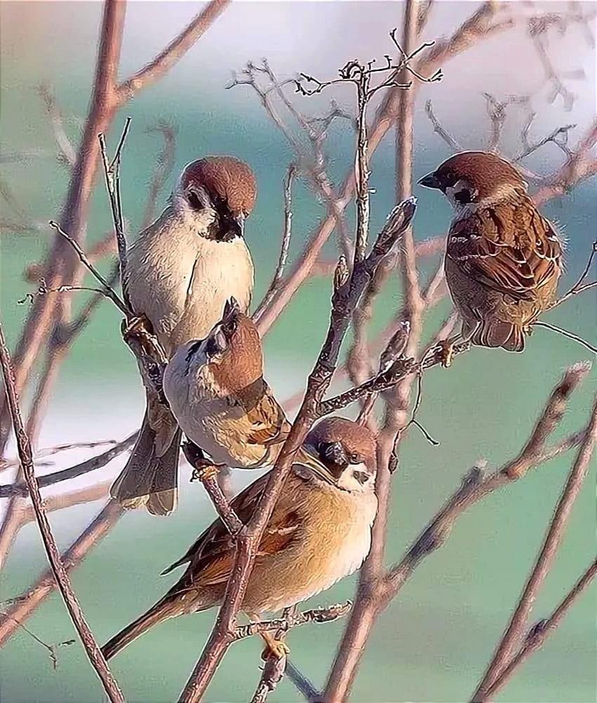 Голубой Зяблик