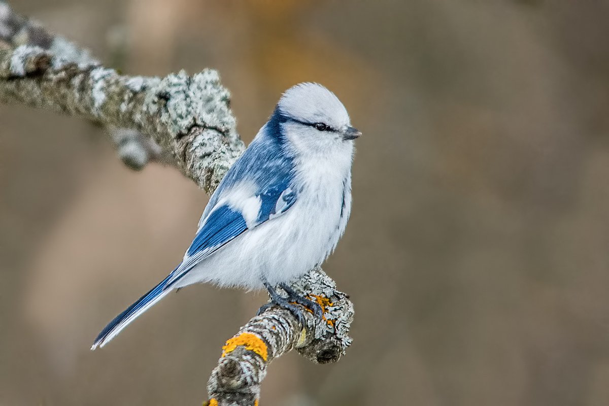Белая лазоревка князек