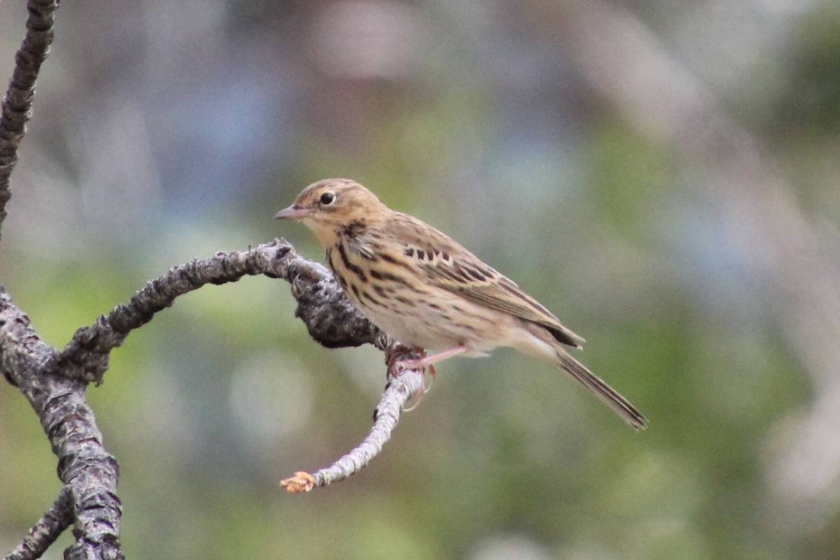 Маленькая Лесная птичка
