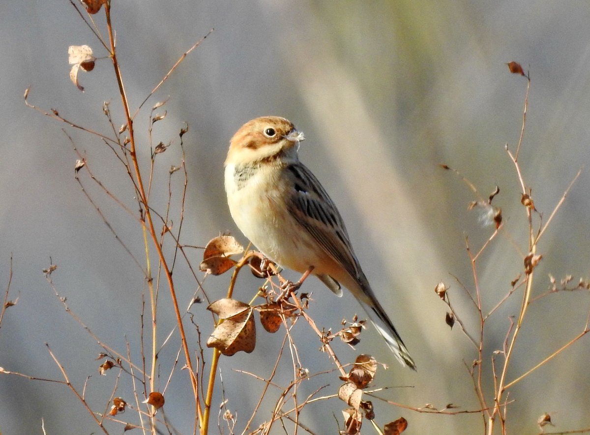 Emberiza pallasi