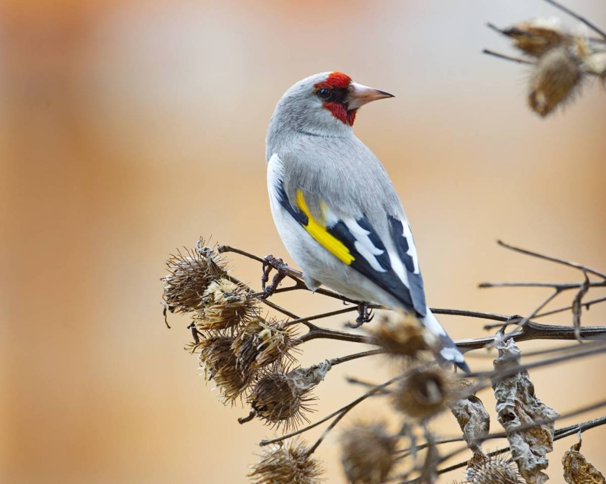 Седоголовый щегол
