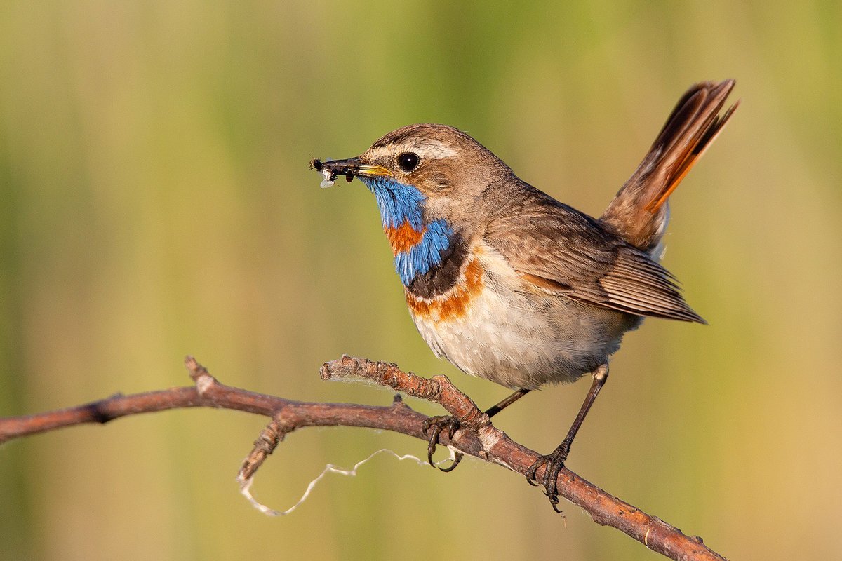 Варакушка самец