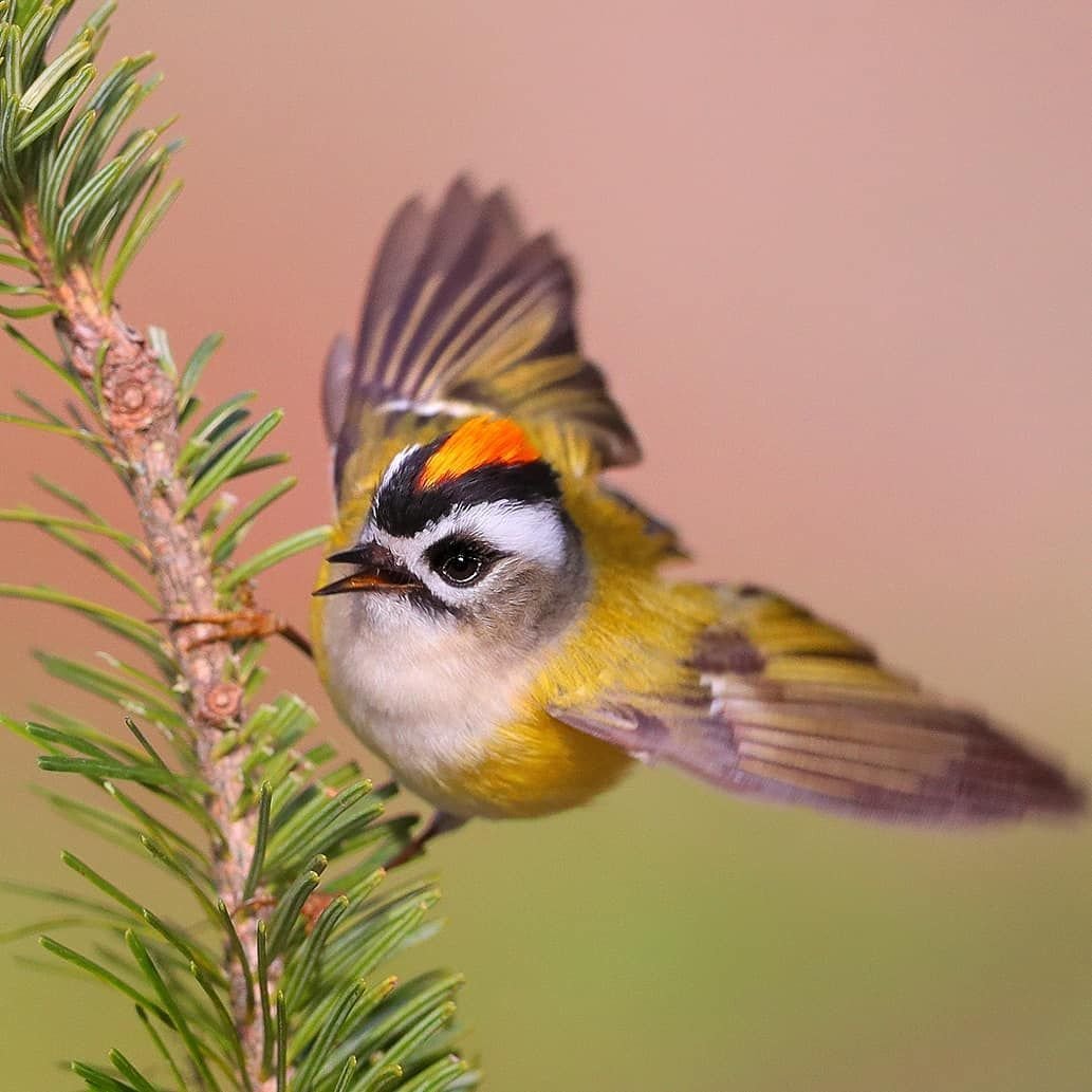Маленькие птицы Урала