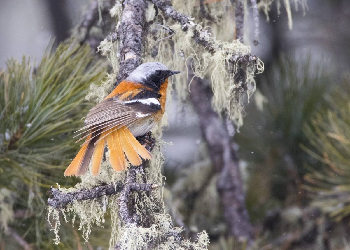 Сибирская горихвостка зима